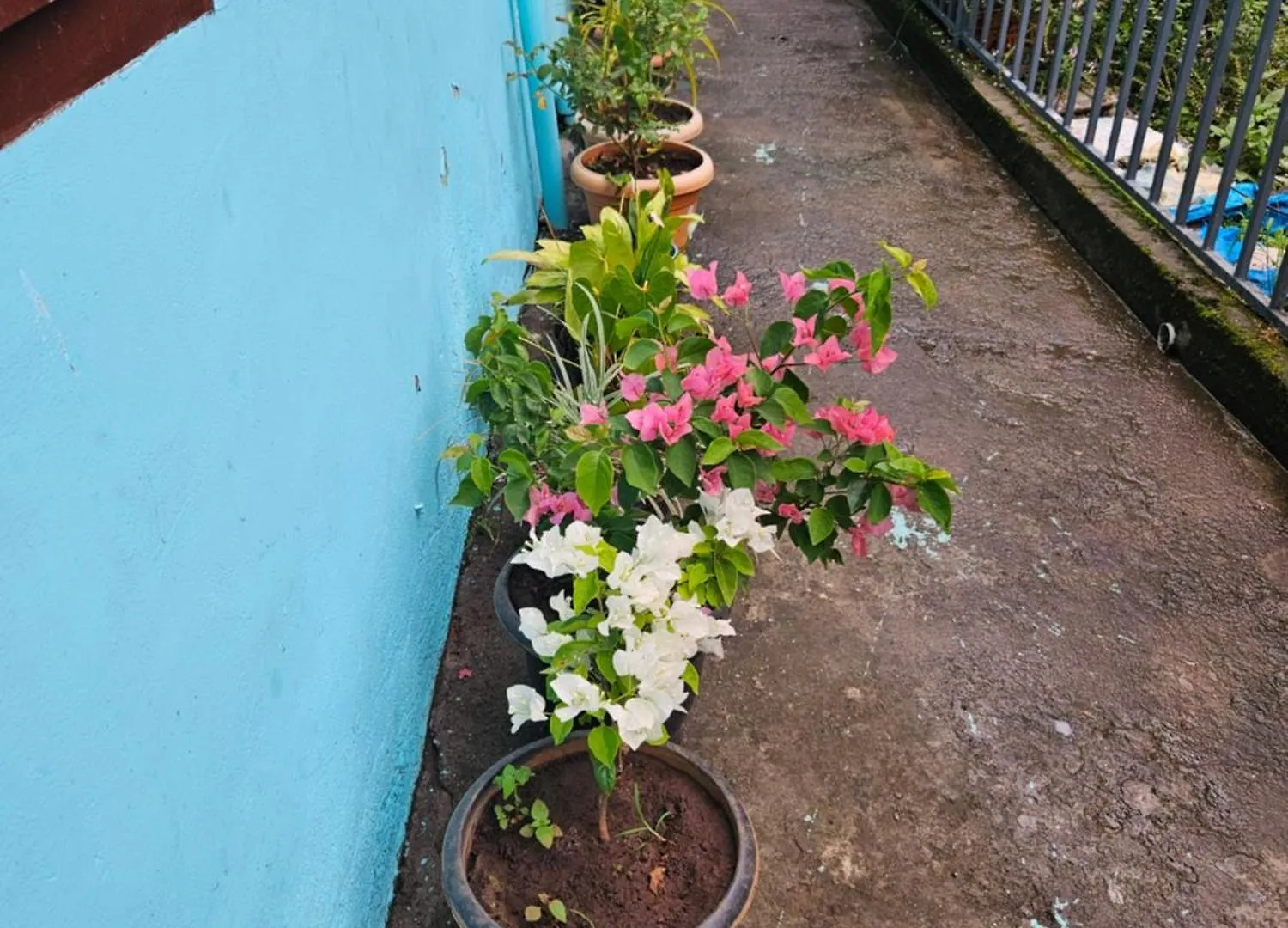 Pavithra Cottage Munnar